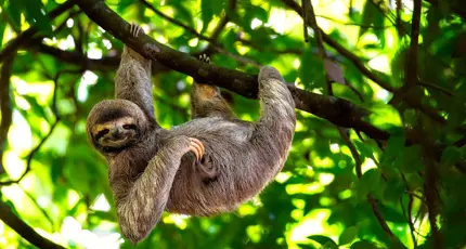 1920 Adobestock 353251094 Sloth, Costa Rica