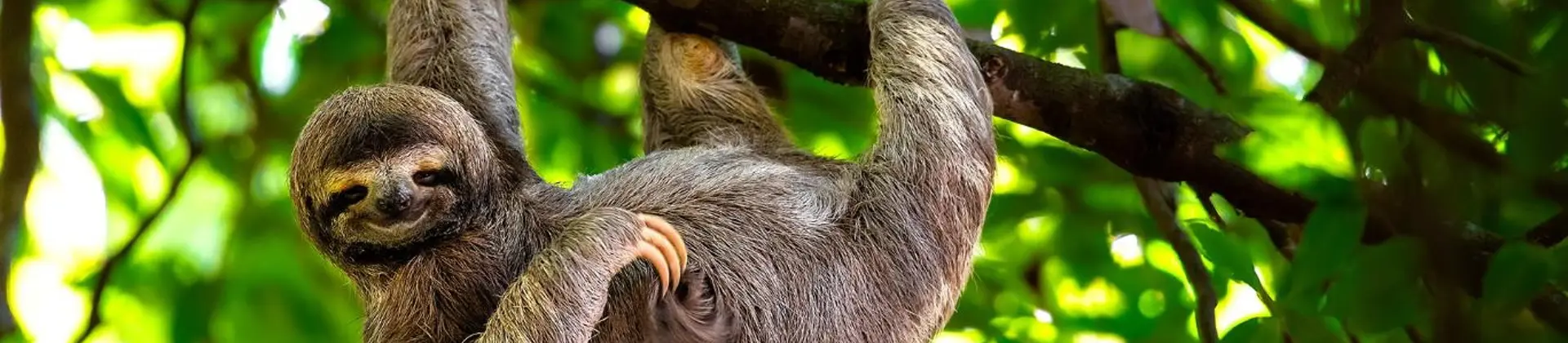 1920 Adobestock 353251094 Sloth, Costa Rica