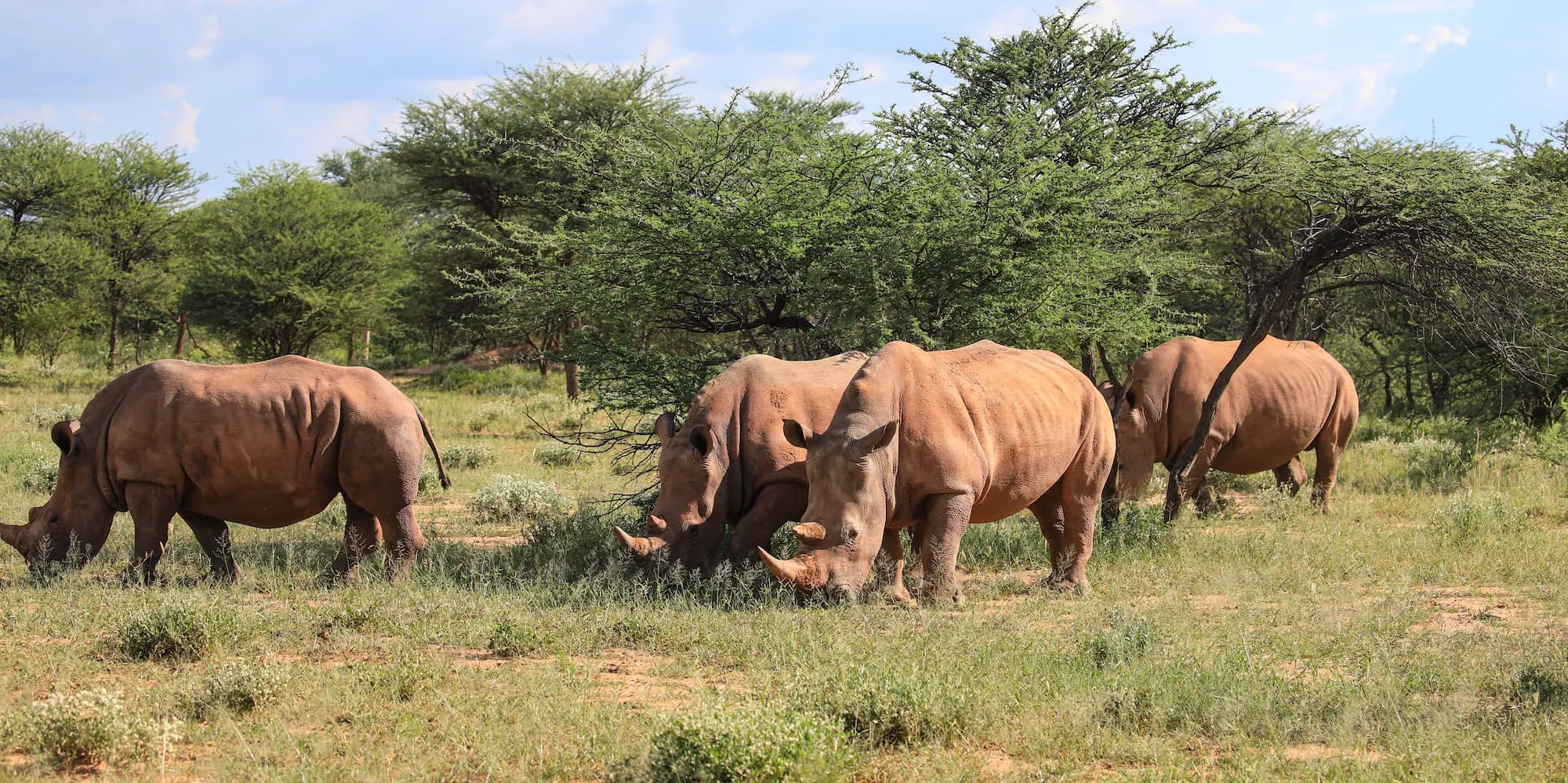 White rhinos