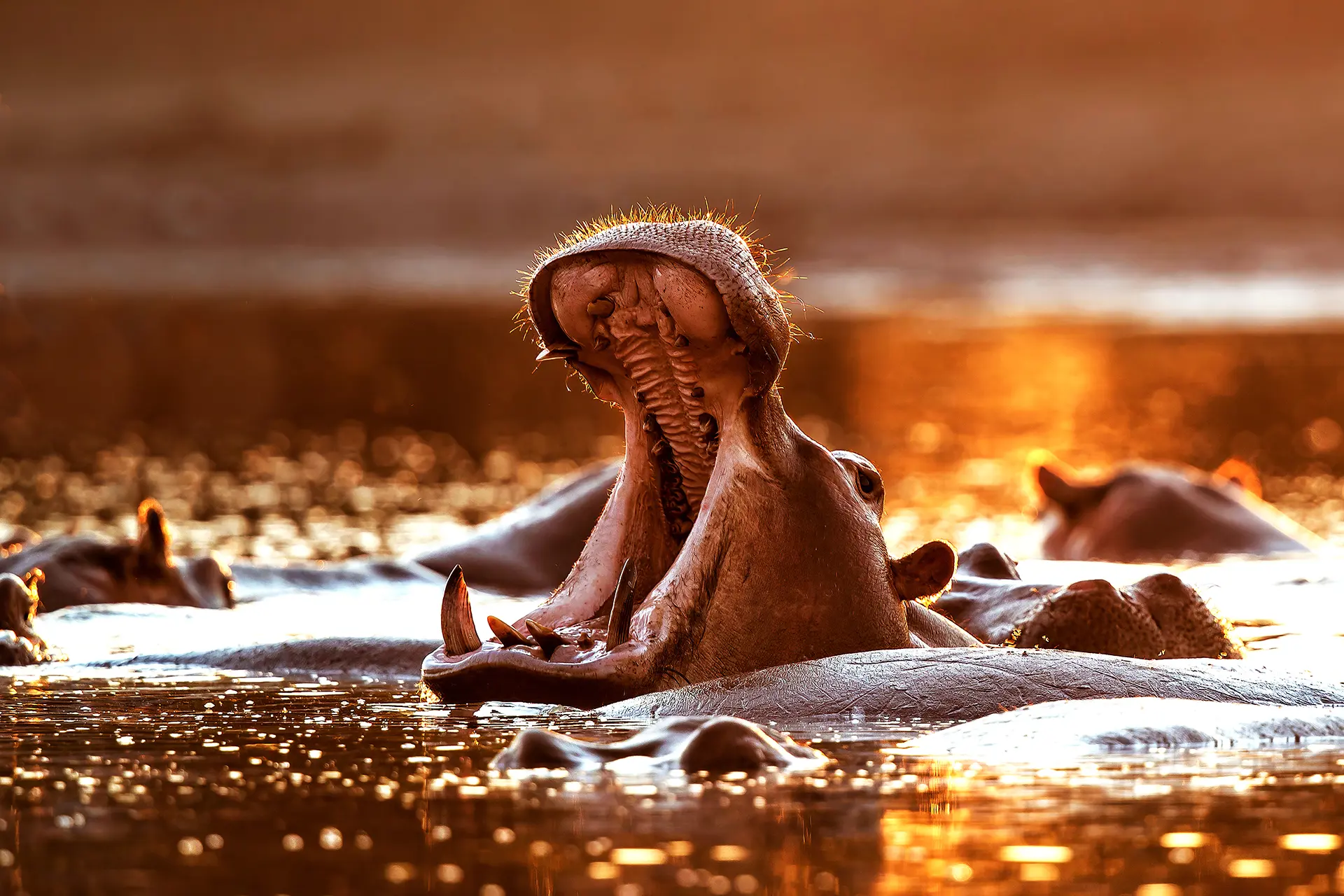 Hippo, Zambezi River