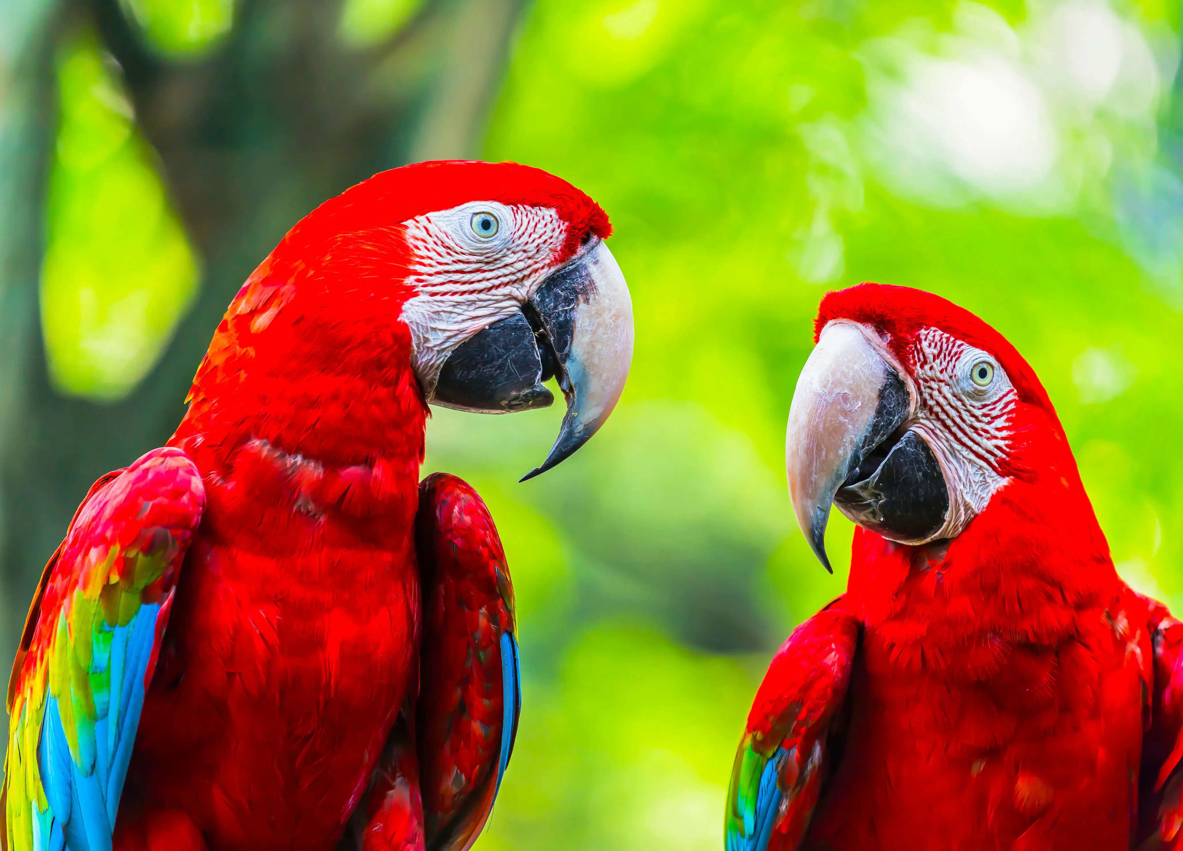 Macaw Parrots Talking