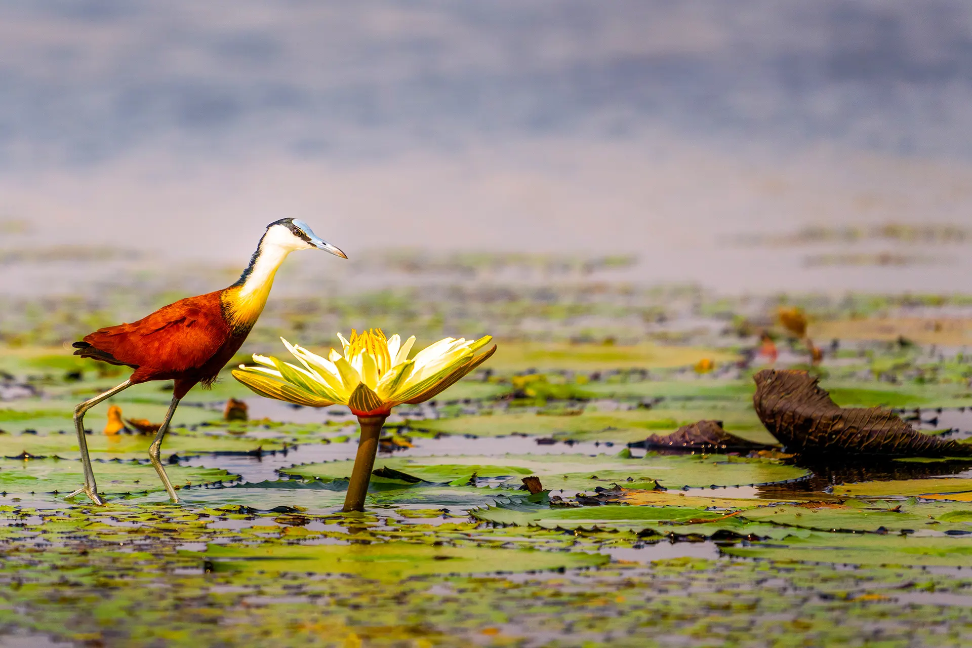 African Jacana, Chobe National Park, Botswana