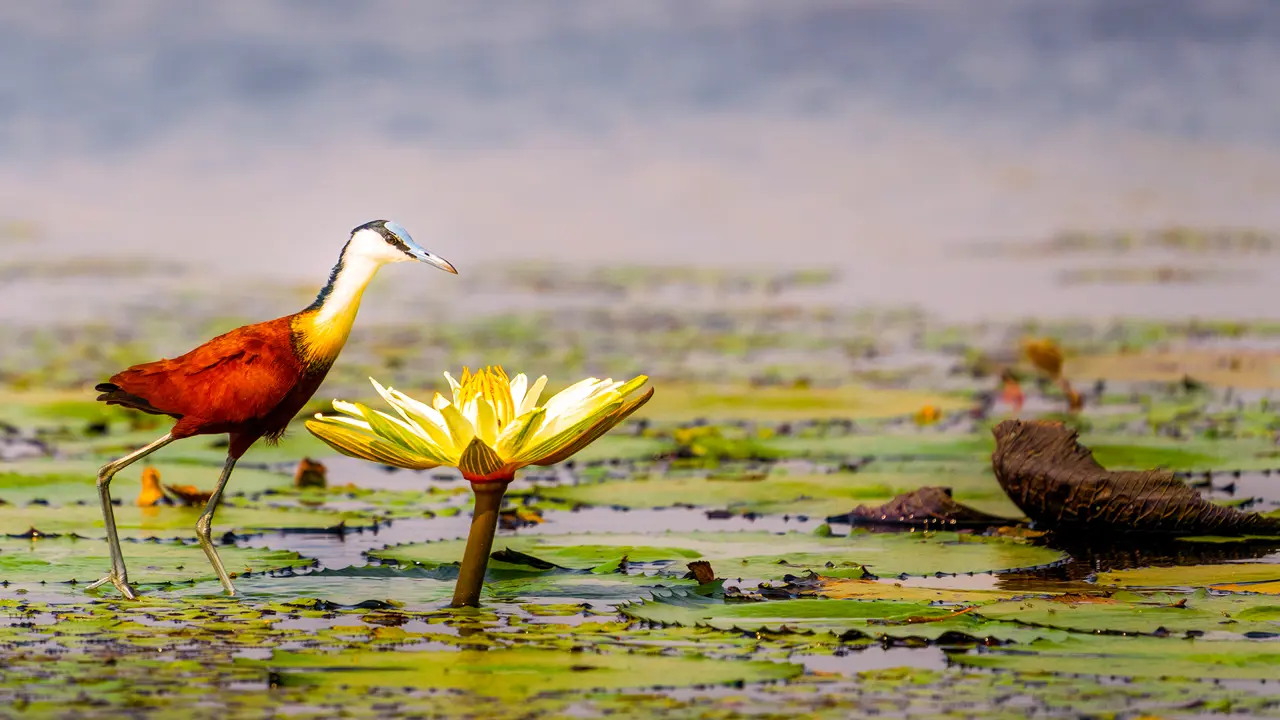 African jacana, Chobe National Park