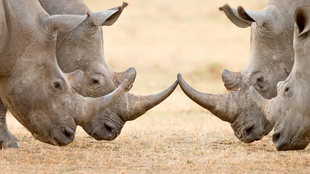 White rhinos, Kruger National Park