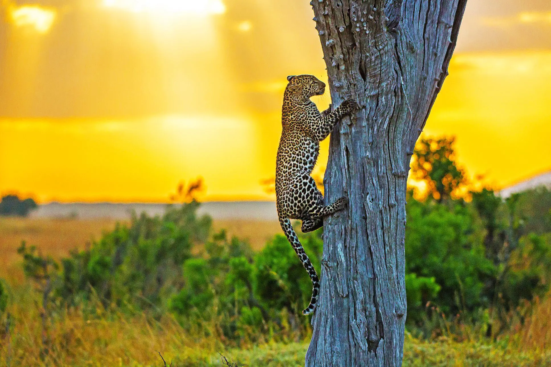 A Leopard At Kruger National Park
