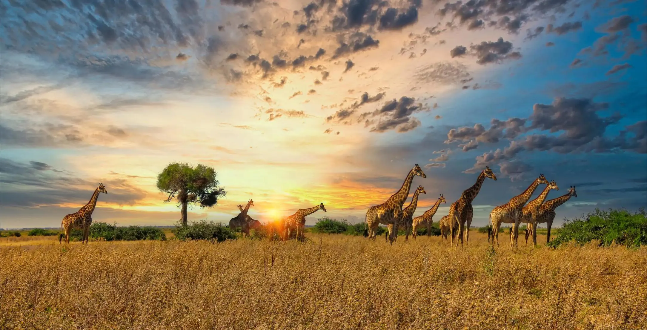 A group of giraffes stand on the open plains of Serengeti National Park in Tanzania, with golden grass and acacia trees stretching into the distance