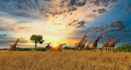 A group of giraffes stand on the open plains of Serengeti National Park in Tanzania, with golden grass and acacia trees stretching into the distance