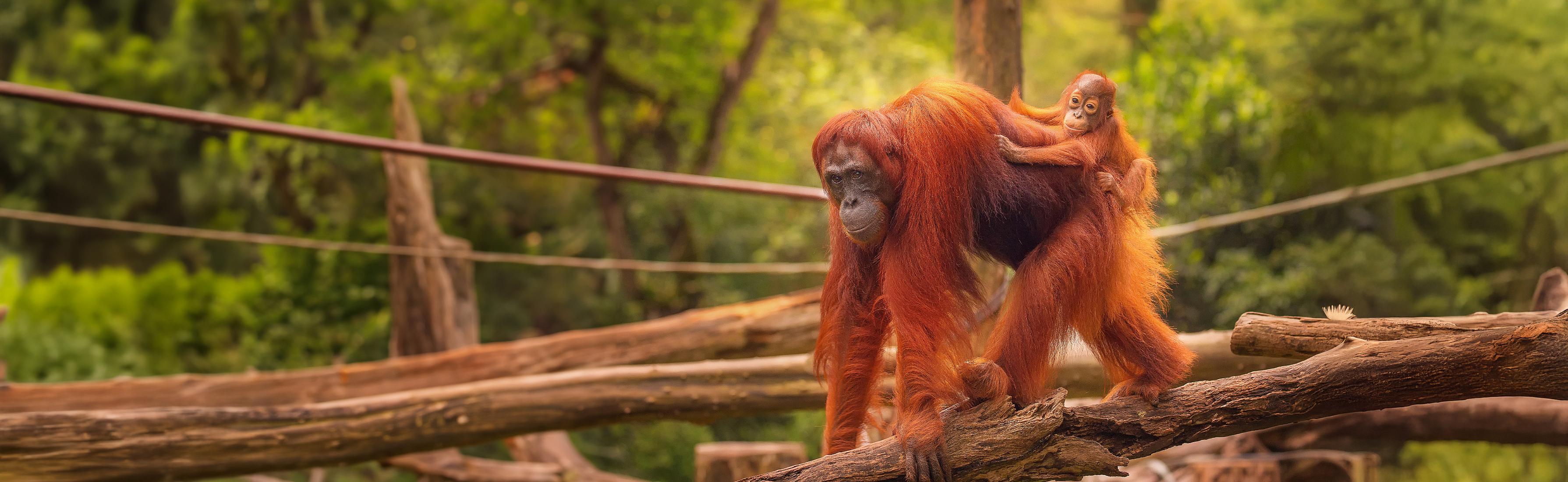 Adobestock 90336352 Orangutans, Borneo MAIN EXTENDED
