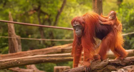 Adobestock 90336352 Orangutans, Borneo MAIN EXTENDED