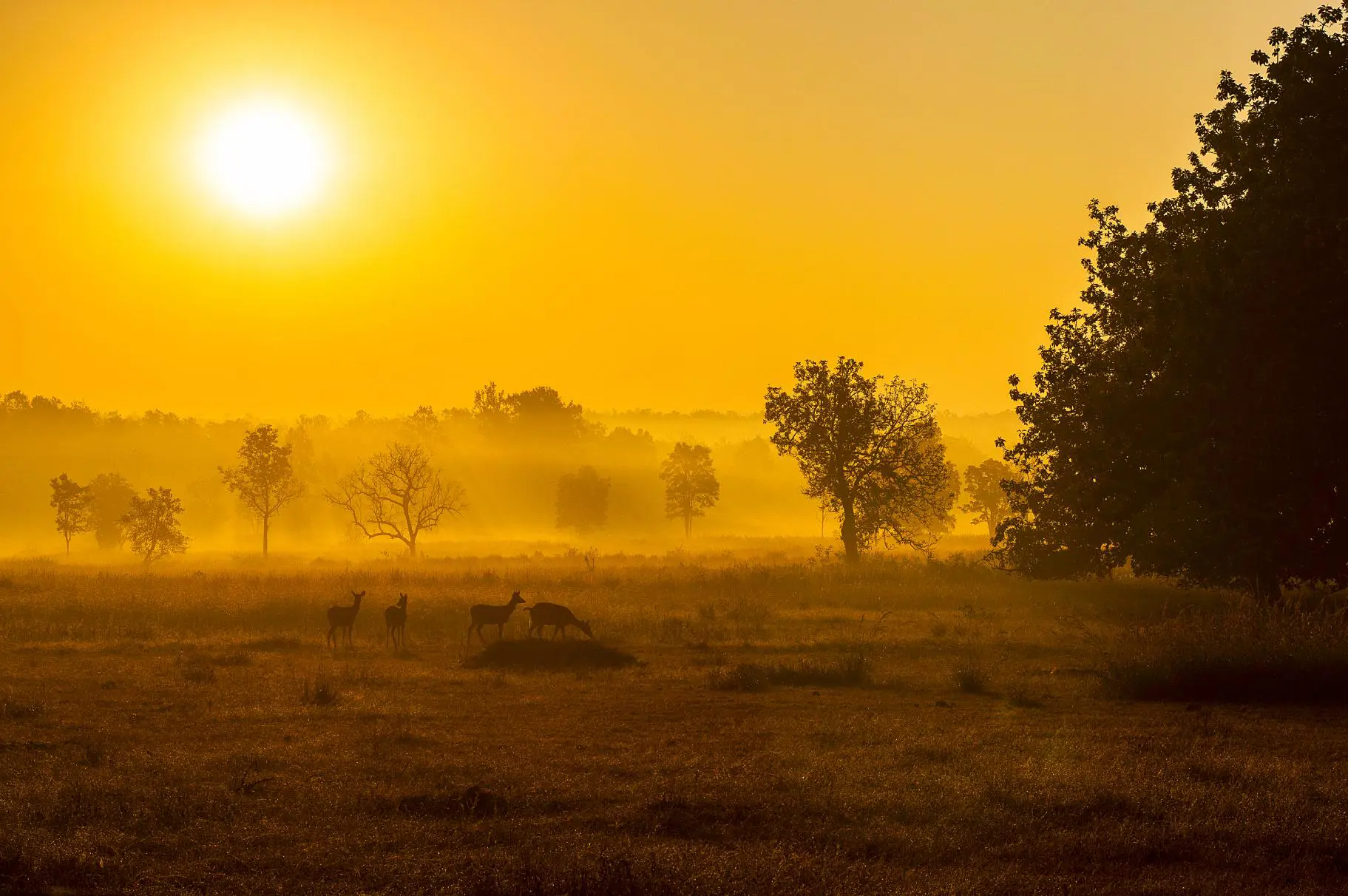 Sunrise Kanha National Park