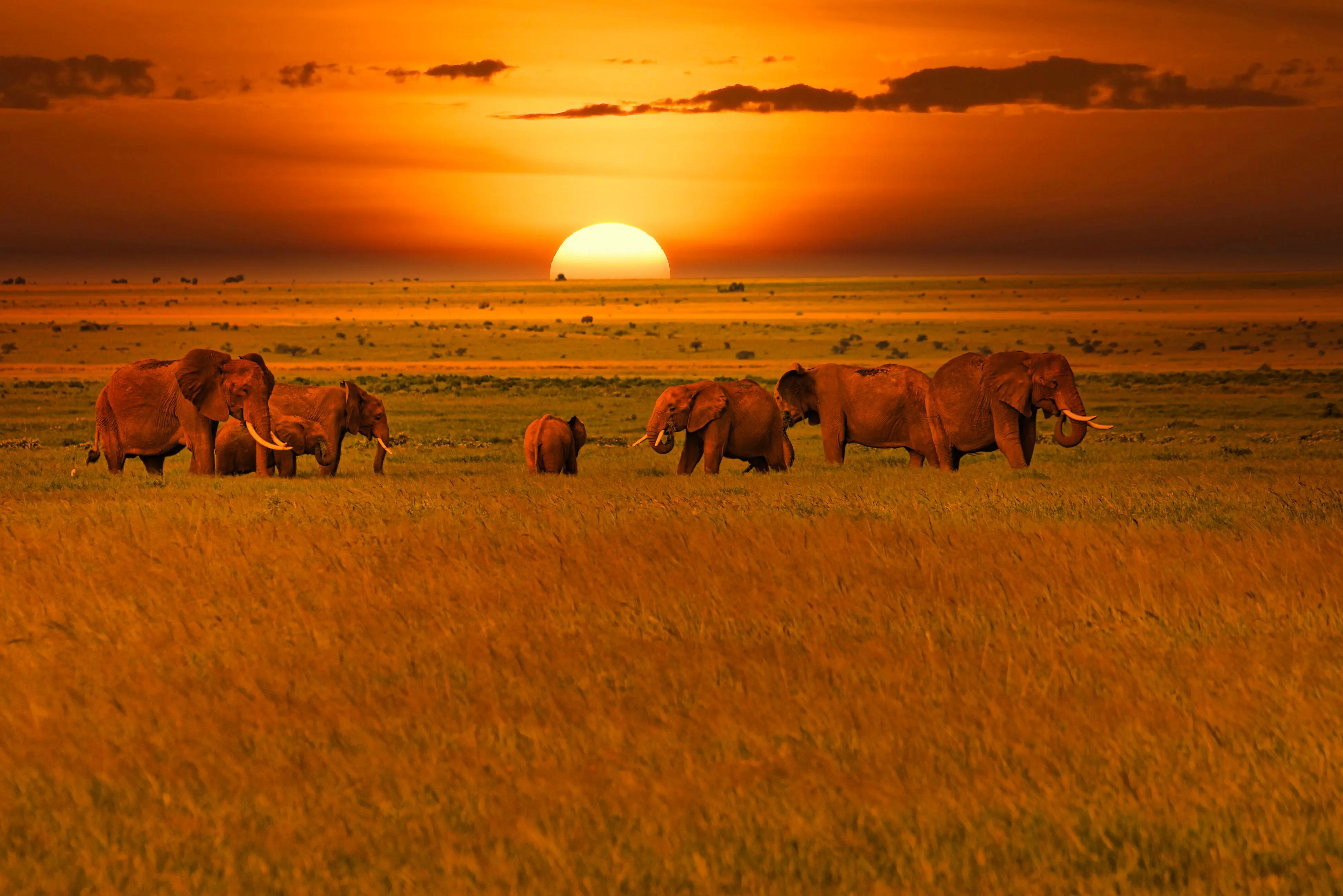 Elephants in Tsavo West National Park In Kenya