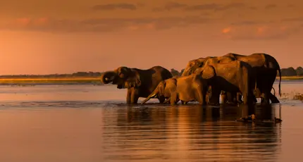 Elephants in the water in South Africa
