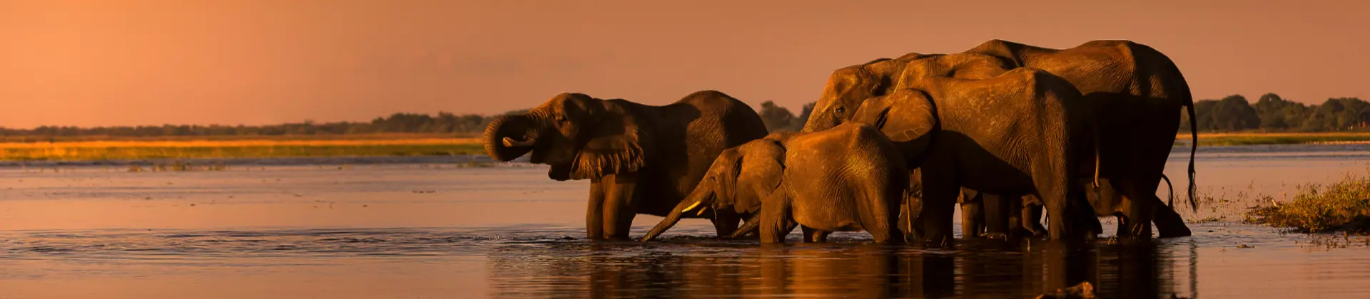 Elephants in the water in South Africa