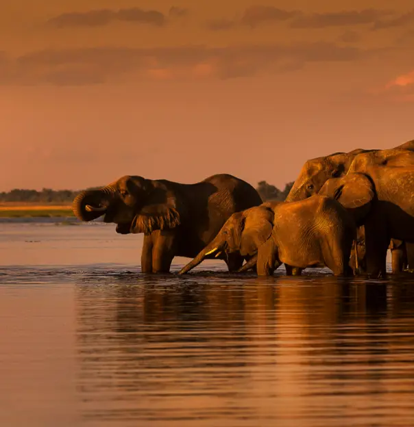 Elephant herd drinking
