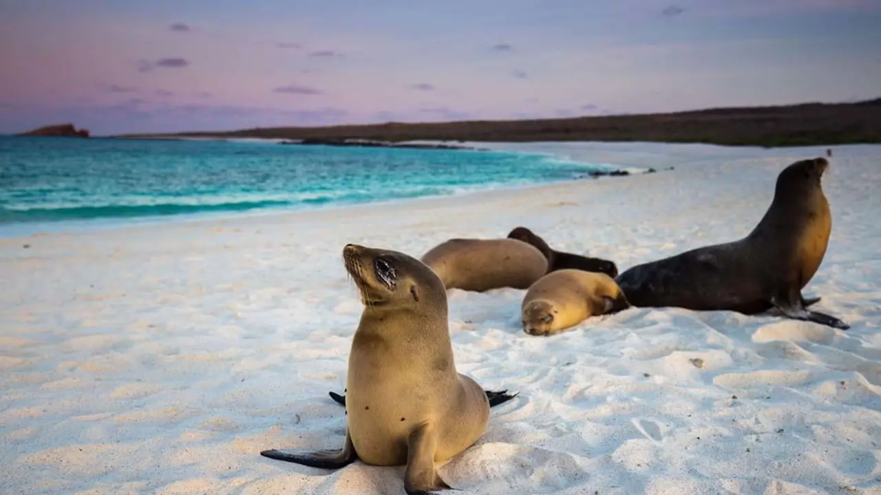 Sea lions, Galápagos Islands