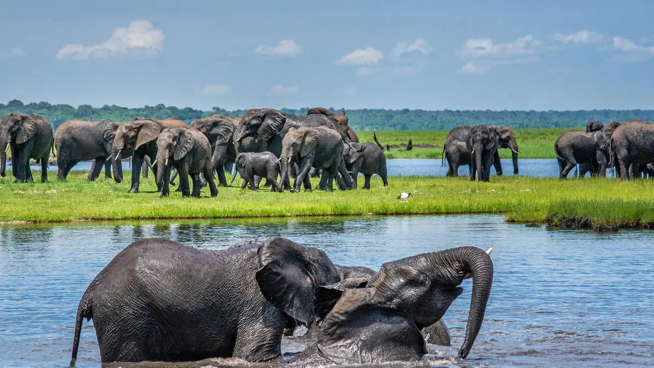 Elephants wading through the Chobe River, with a safari boat nearby in the background.