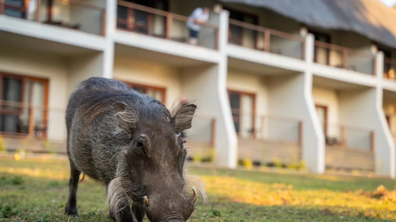 Chobe Safari Lodge, Safari Rooms