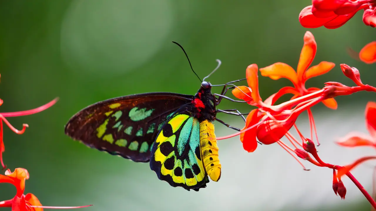 Birdwing butterfly
