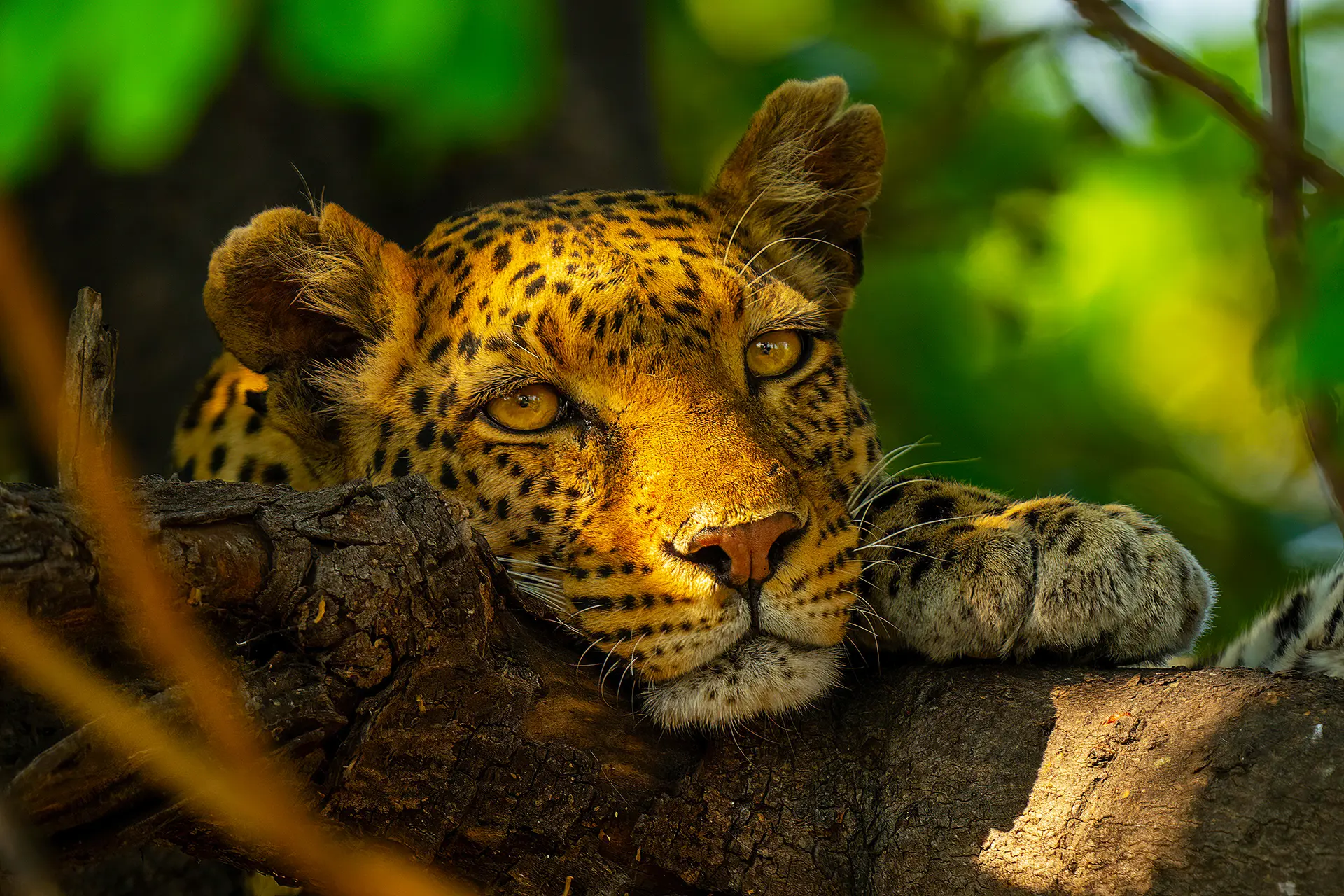 Leopard, Chobe National Park, Botswana