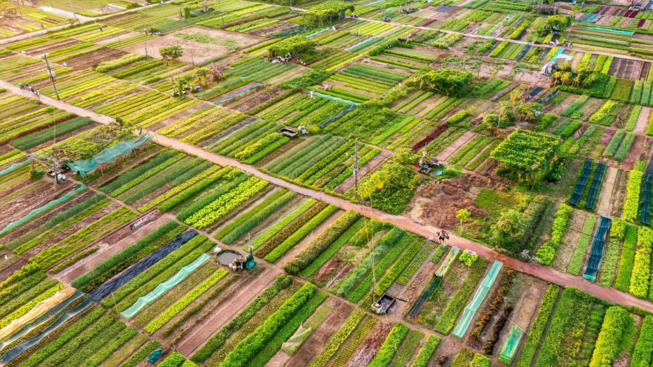 Tra Que Vegetable Village, Hoi An, Vietnam