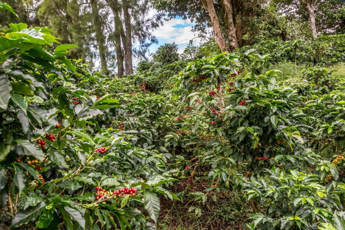 Coffee plantation on the slopes of the Poas volcano, Costa Rica