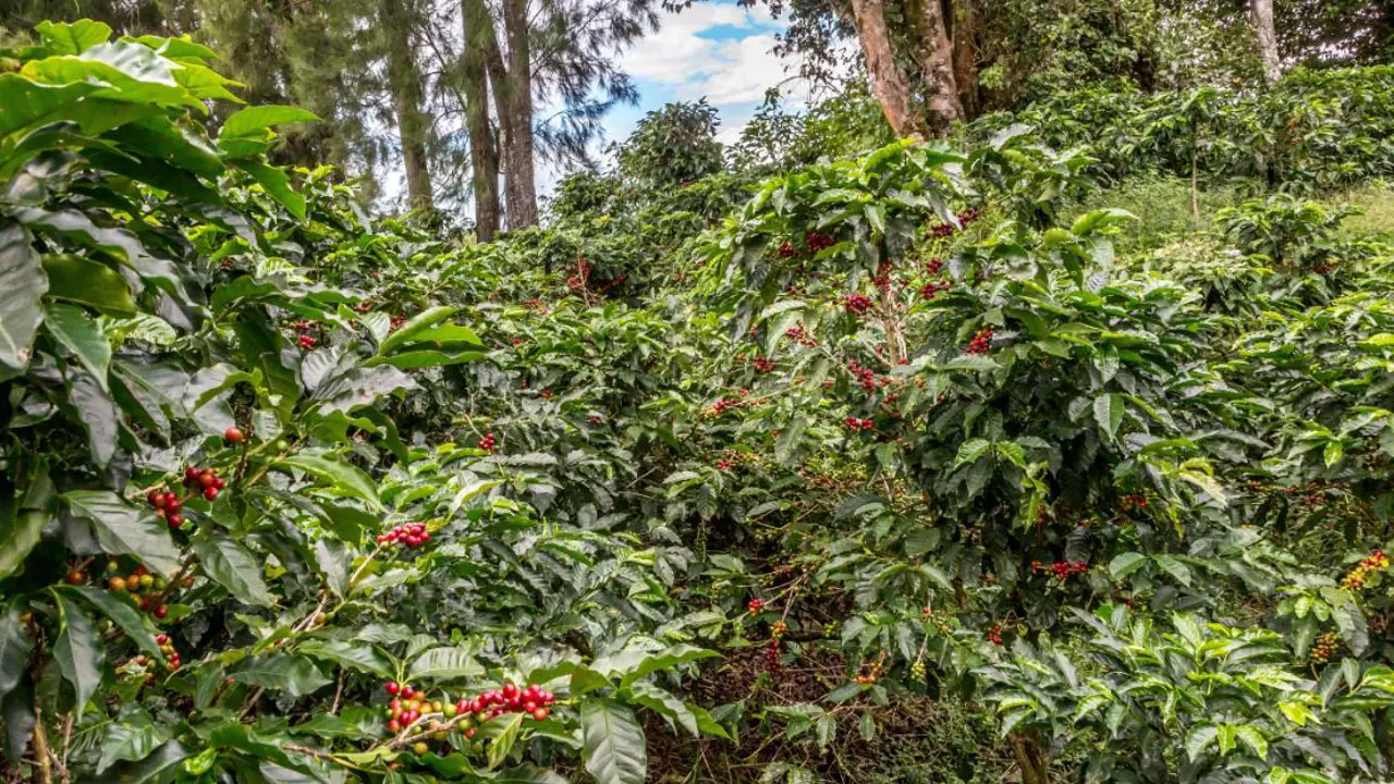 Coffee plantation on the slopes of the Poás volcano, Costa Rica