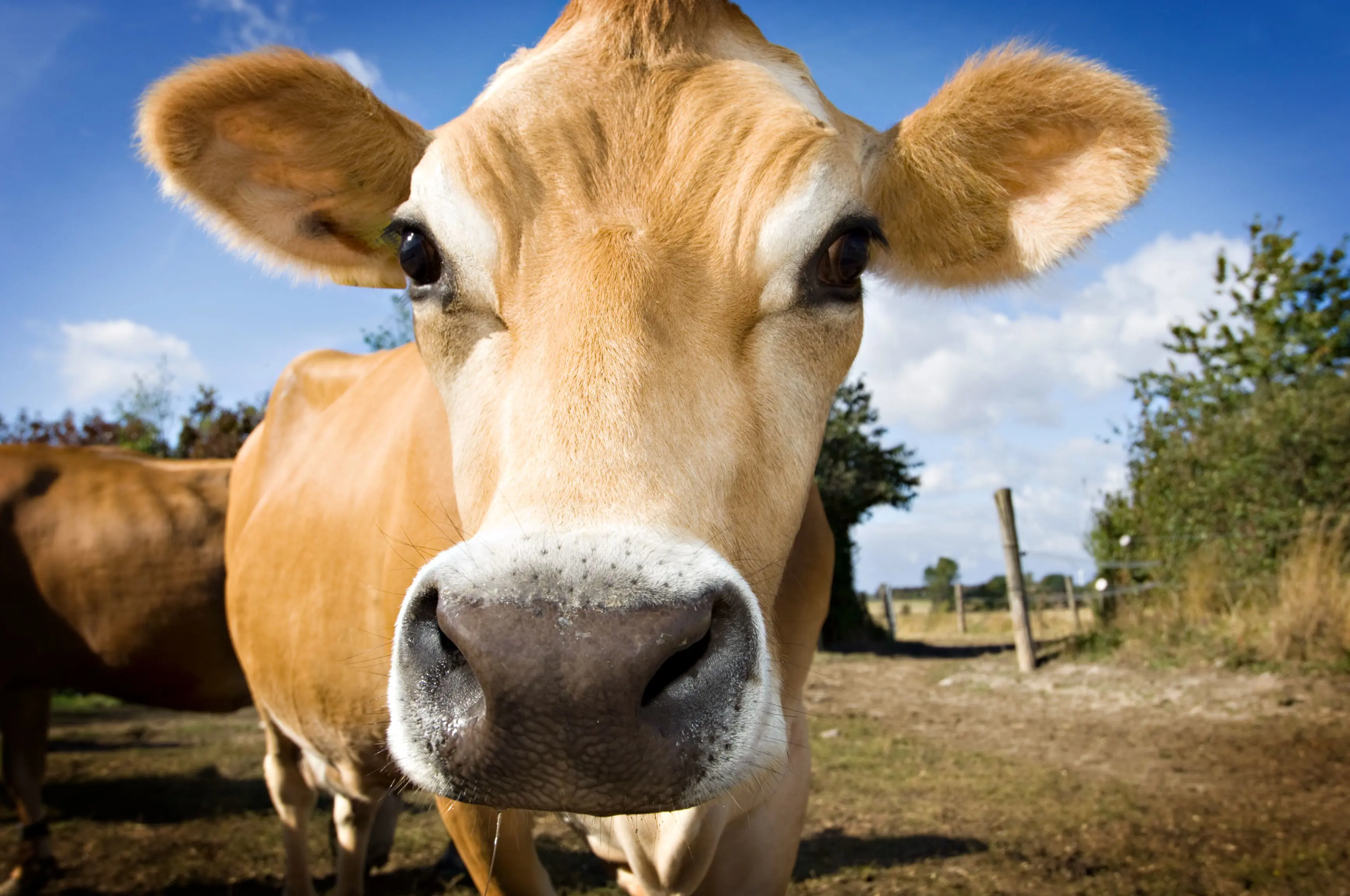 Close up of a cream-coloured cow's face, looking into the camera, with dry grassy land in the background