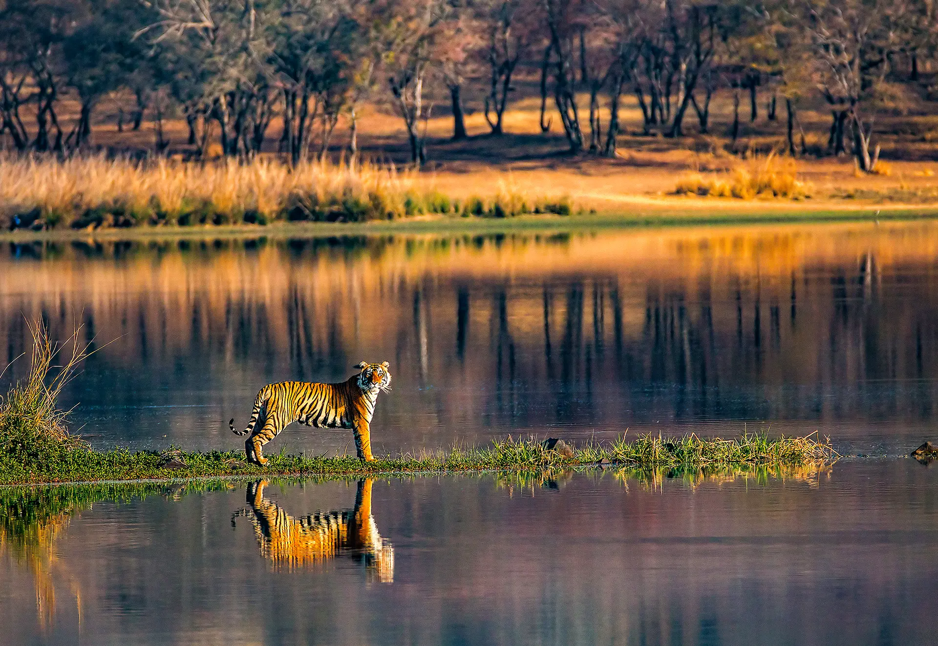 Tiger, Ranthambhore National Park