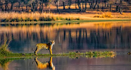 Tiger, Ranthambhore National Park