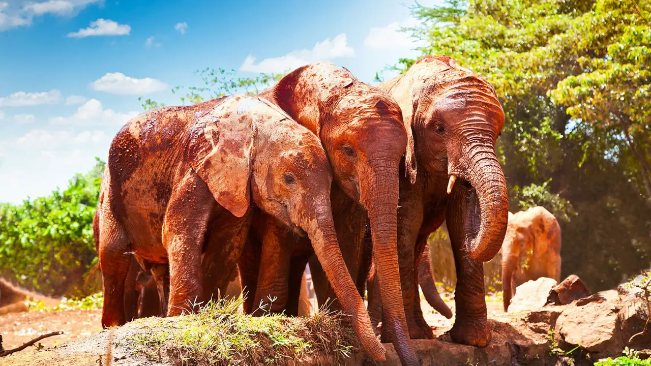 Elephants, Tsavo West National Park