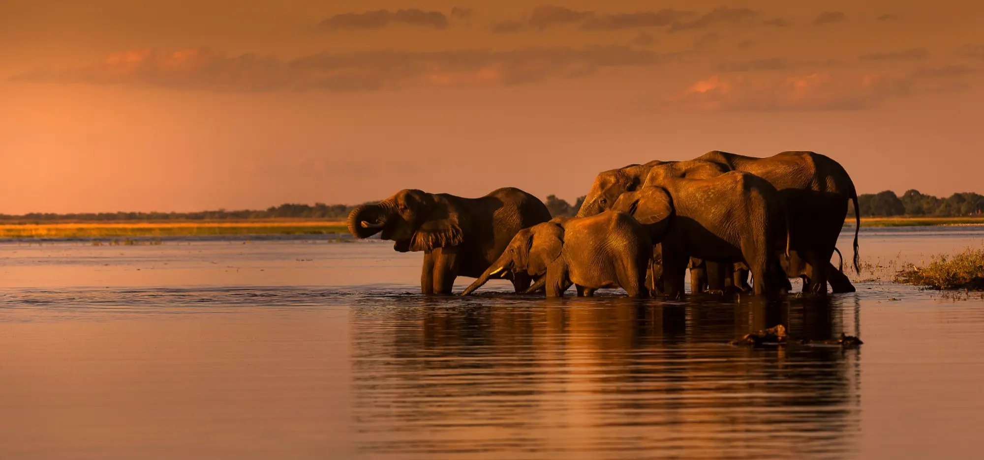 Elephants, South Africa