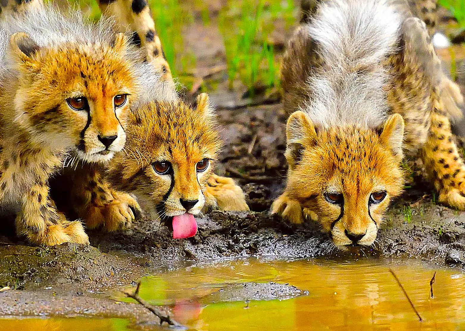 Chisomo Safari Camp Cheetah Cubs Drinking
