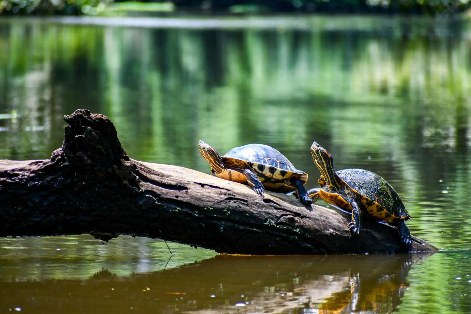 Turtles in Tortuguero Costa Rica