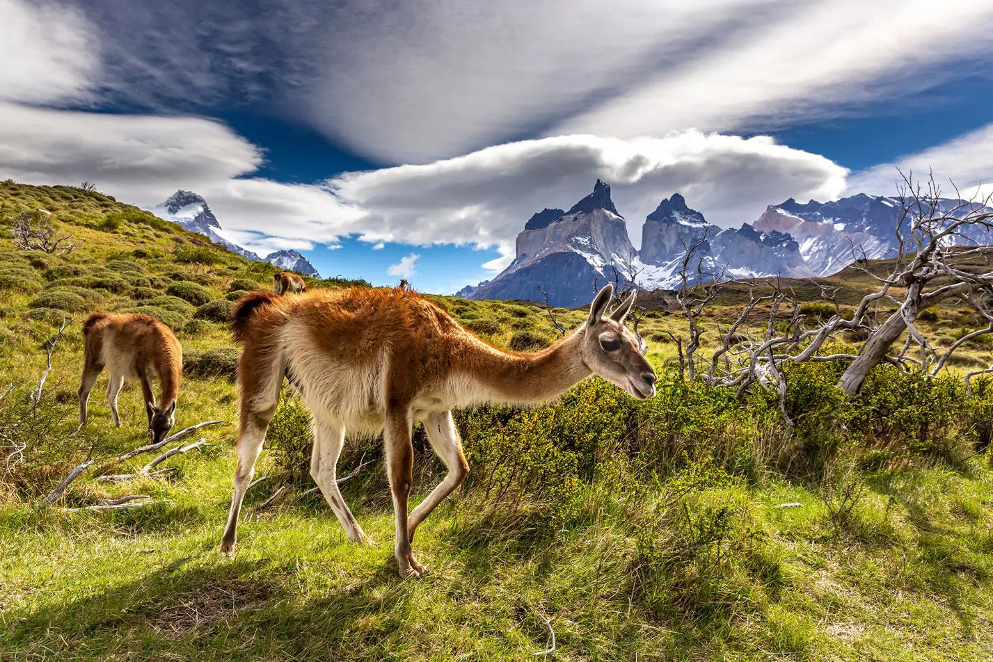 Llama, Torres Del Paine National Park, Chile
