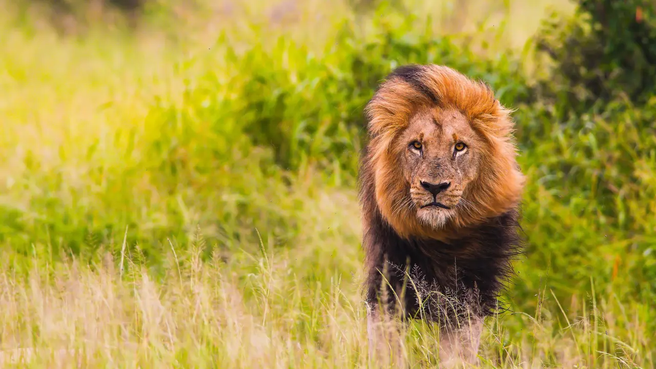 Male lion, South Africa 