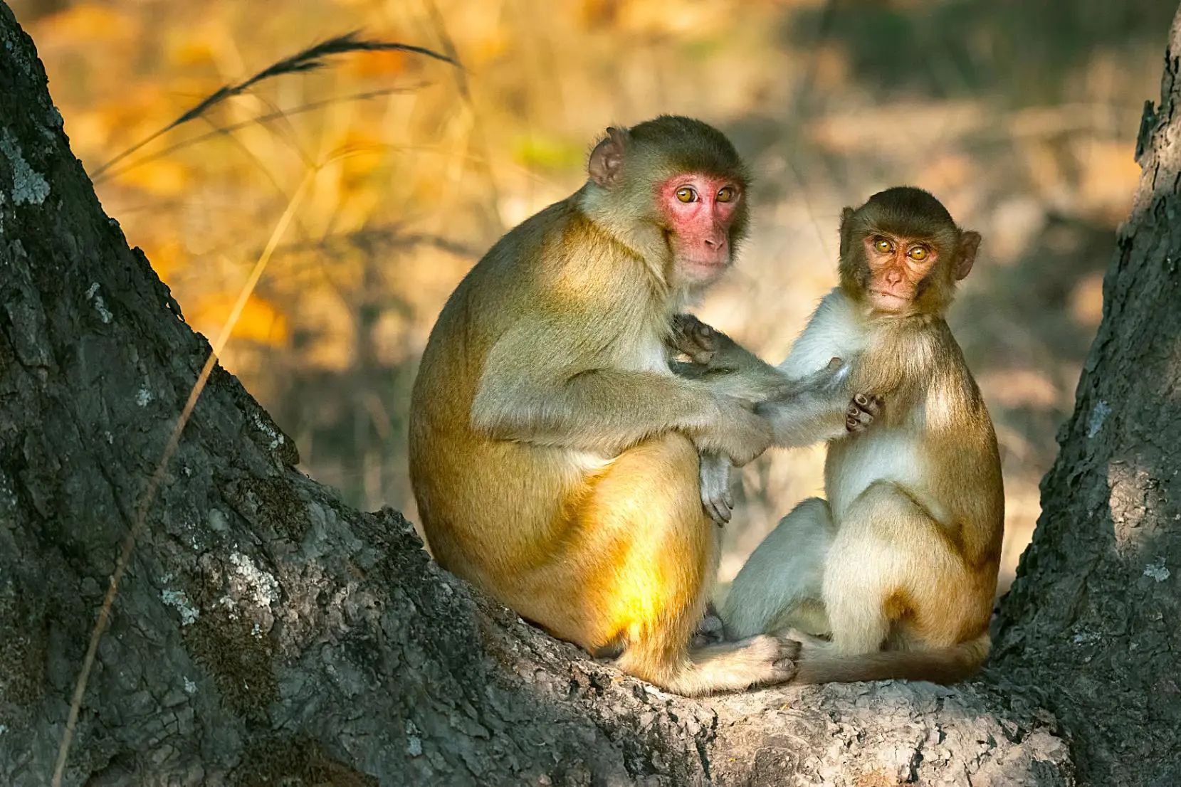 Macaque Monkey, India
