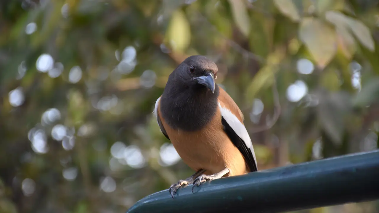Rufous treepie 