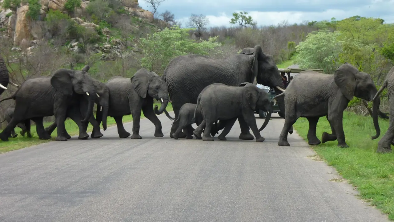 Elephants crossing the road, Kruger National Park