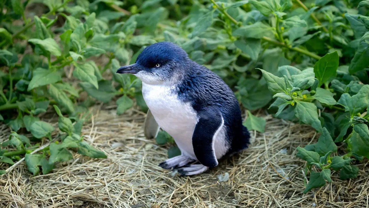 Little Penguin, Phillip Island
