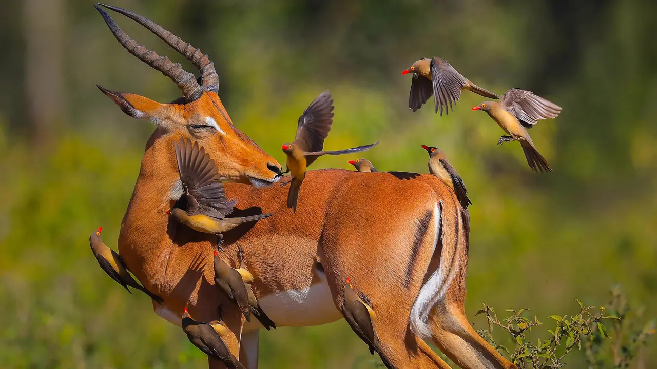  Impala and red billed oxpeckers, Limpopo