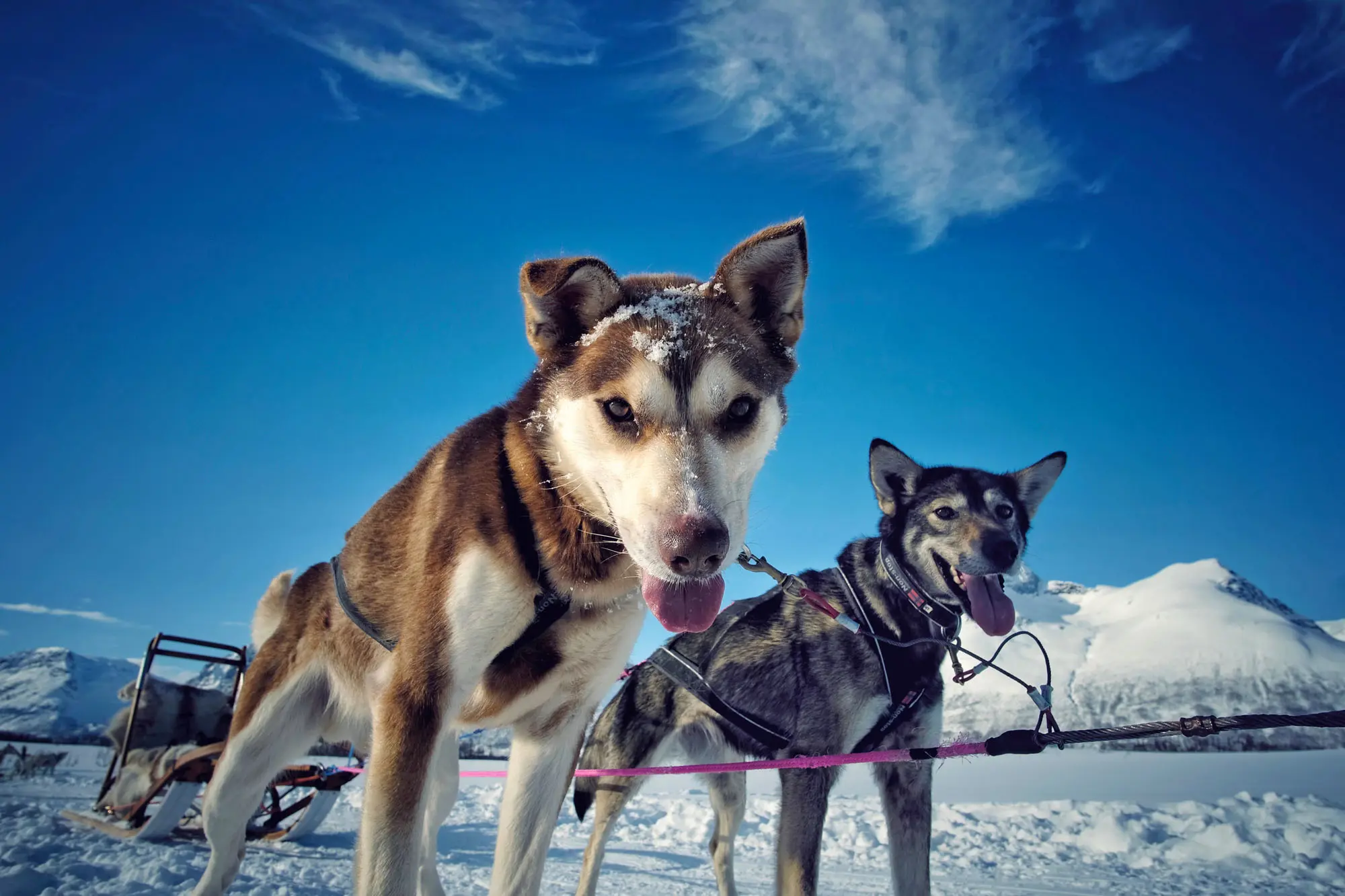 Two huskies looking into the camera, tied to a sleigh in the snow