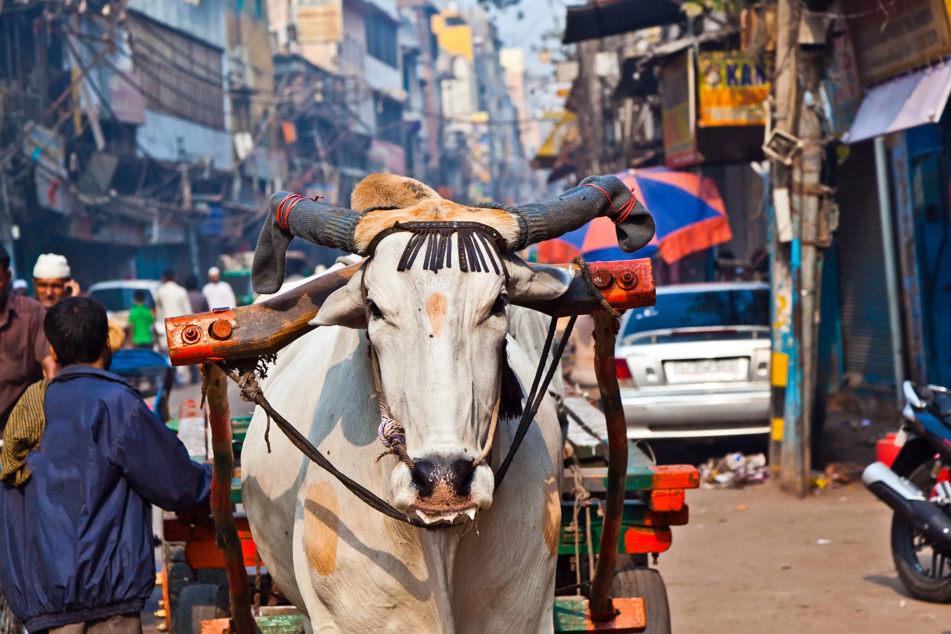 Decorated cow pulling a wooden cart through a busy street in Old Delhi, surrounded by people, shops and tangled wires overhead