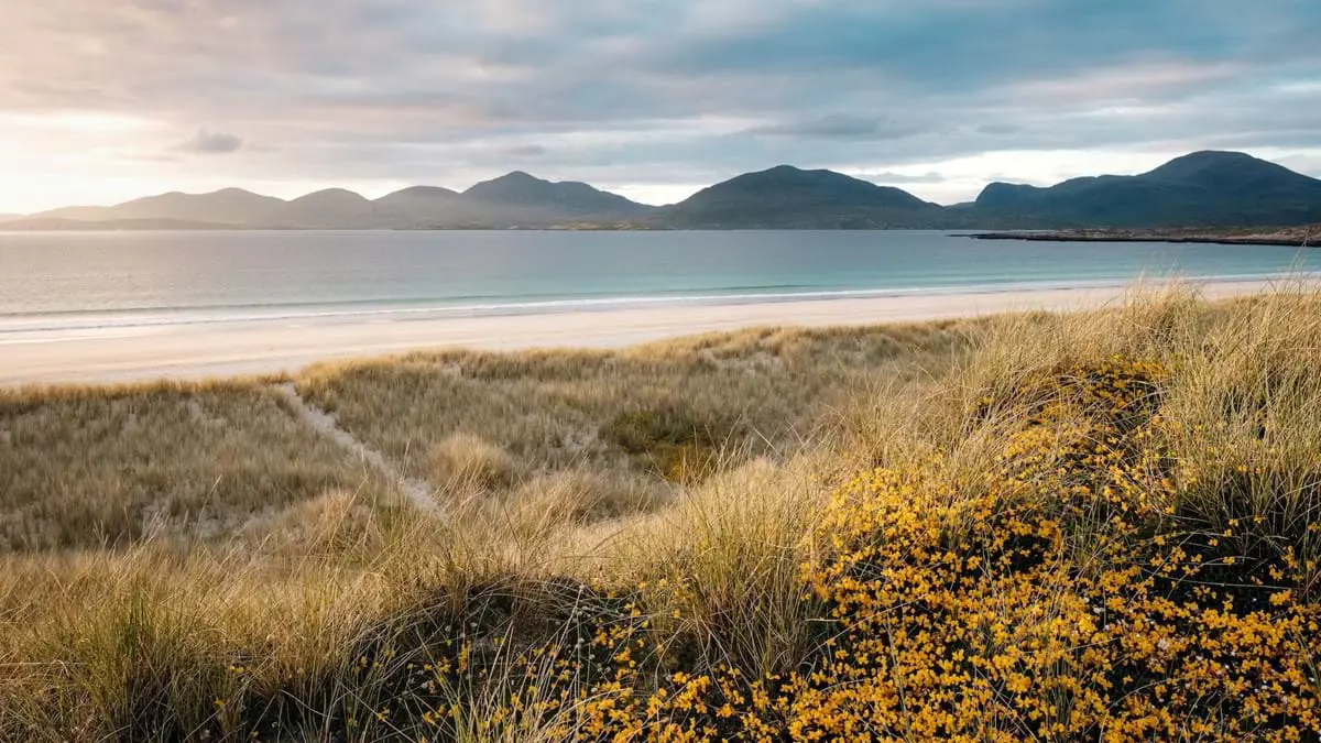 Luskentyre Beach At Sunset, with grass in the forefront and mountains in the distance