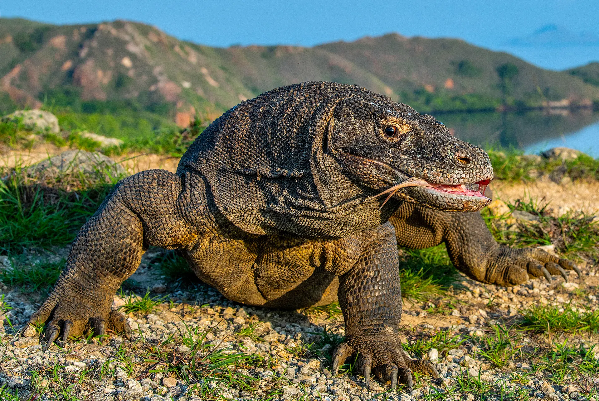 Komodo Dragon, Komodo Island