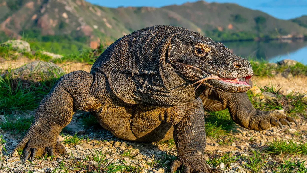 Komodo dragon, Komodo National Park