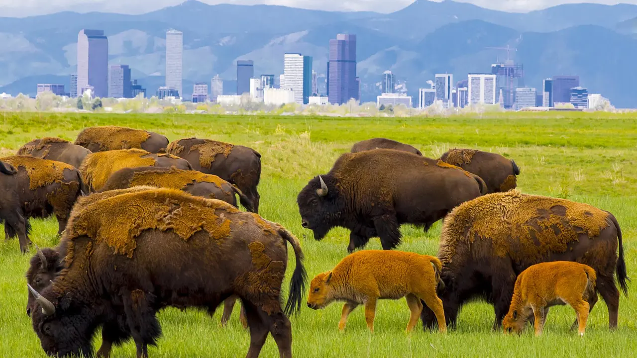 Sh 657745333 Bison And Denver, Colorado