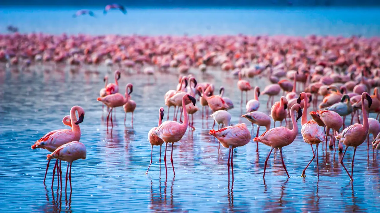 Flamingos, Lake Nakuru