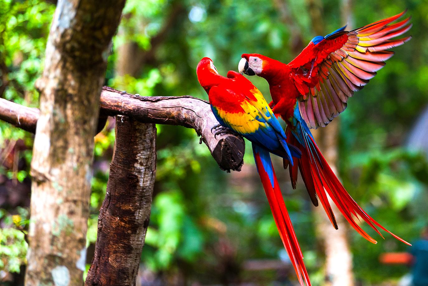 1920 Adobestock 189379767 Scarlet Macaw, Costa Rica