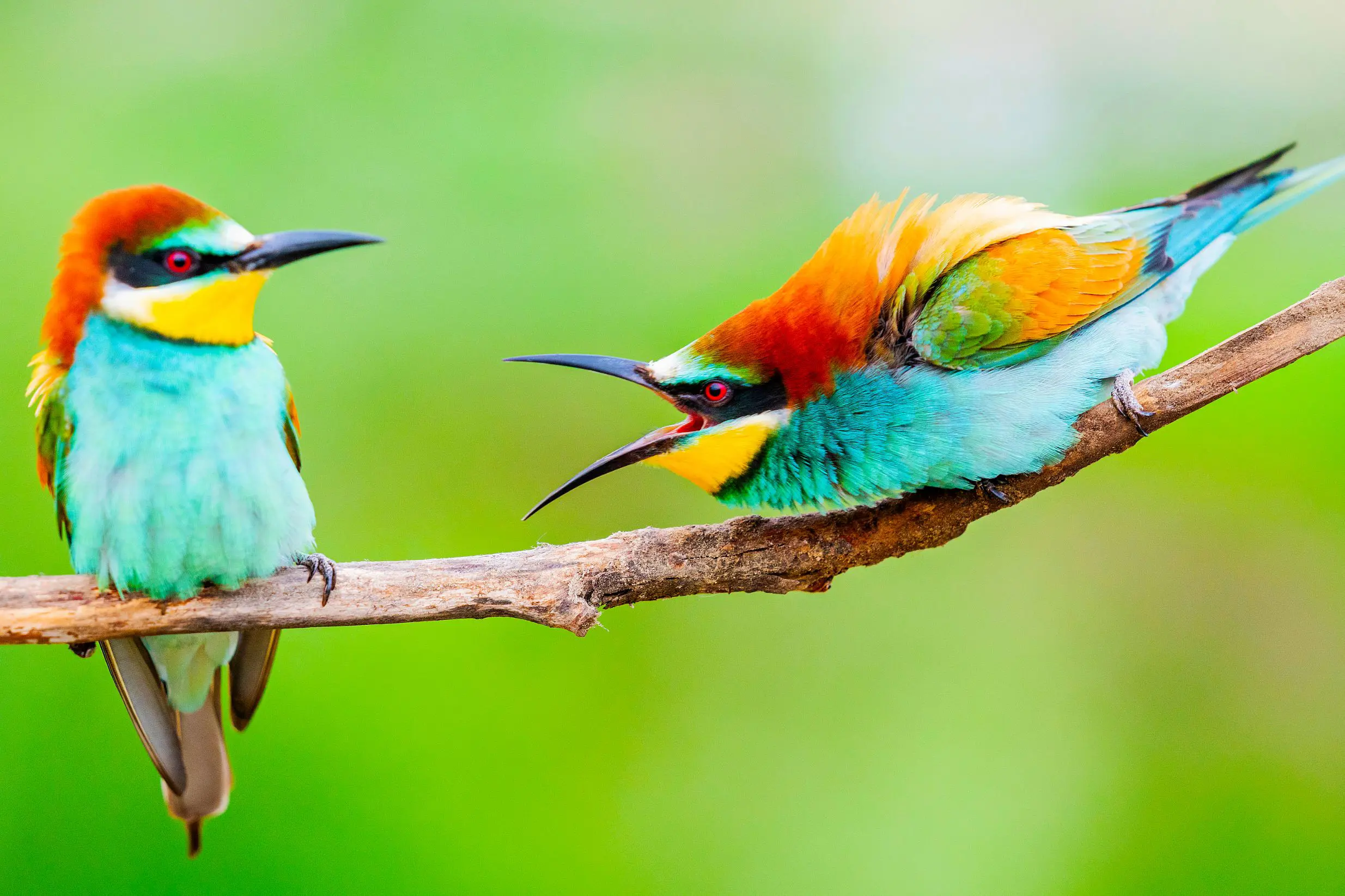 Sh 1403920493 Bee Eater Birds