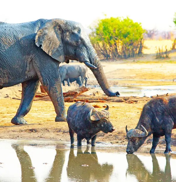 Elephant and buffalo, Hwange National Park